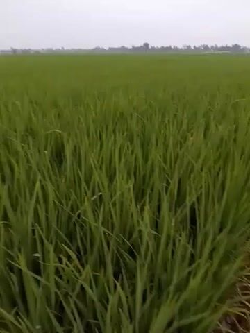 The video pans across a lush green rice paddy field. The camera moves from a close-up view of the dense rice stalks to a wider shot revealing the expanse of the field stretching towards the horizon. The sky above is overcast and pale. The ground visible at the edge of the field appears to be dry soil.