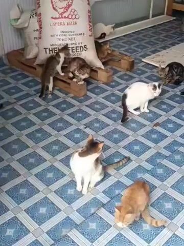 The video shows a room and then a screened-in area filled with cats. The room has a light blue tiled floor with a repeating pattern and a bag of animal feed in one corner. The cats are of various colors and sizes and are either sitting, lying down, or standing. The screened-in area has a sandy or dirt floor and contains even more cats.