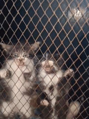 Caged animals observed at Nairobi facility early morning