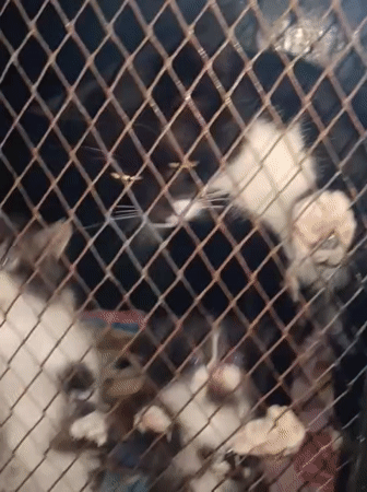 Caged animals observed at Nairobi facility early morning