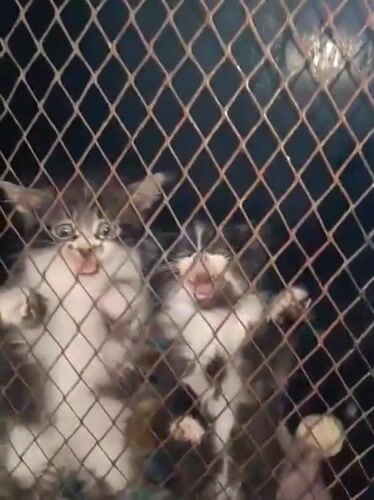 Caged animals observed at Nairobi facility early morning