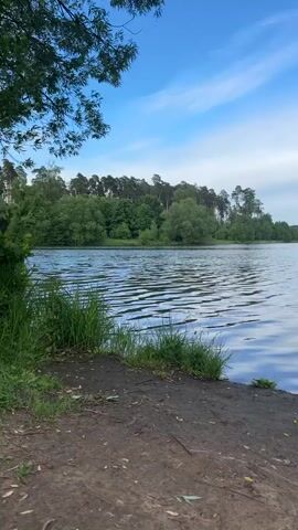 The video displays a daytime scene of a calm lake. The lake's surface is gently rippled, reflecting the blue sky and scattered clouds. Lush green vegetation lines the opposite bank, with a dense forest extending further into the distance. The foreground consists of a muddy shoreline with patches of short, green grass. A partial tree branch is visible in the upper left corner, adding a natural frame to the view.