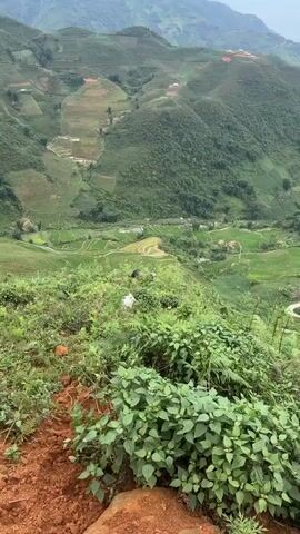 The video shows a buffalo lying down in the grass on a hillside. Behind the buffalo are rice terraces. The terraces are green and brown, and they curve around the hillside. The video ends with a view of a mountain covered in trees and terraces.
