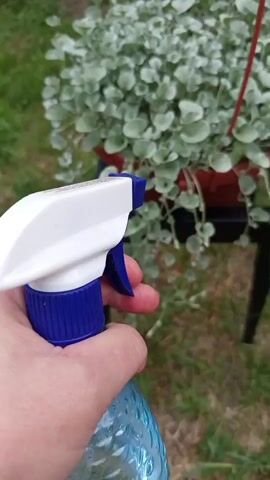A person's hand holds a blue and white spray bottle and sprays a hanging plant with silvery-green leaves. The plant is in a brown pot on a black stand. The background is blurred green grass.