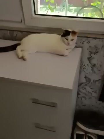 The video opens with a medium shot of a calico cat lying on its stomach on top of a white dresser. The cat's head is turned to the right and its eyes are partially closed. The cat's body is white with patches of black, brown, and orange on its head and tail. The dresser has two silver handles visible. Behind the dresser, there is a window with a white frame and a view of green foliage outside. The wall behind the dresser has a marble-patterned wallpaper. The video then zooms in slightly on the cat. A hand enters the frame from the right and gently pets the cat on the head, between its ears. The cat's head turns slightly towards the hand.