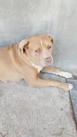 A fawn-colored pit bull dog is lying on a concrete surface next to a light gray concrete wall. The dog is facing towards the viewer and appears to be resting. Its eyes are partially closed, and its head is slightly turned to the right. The dog's front paws are extended forward, and its hind legs are tucked underneath its body. The concrete surface is rough and textured, with some cracks and dirt visible. The wall behind the dog is plain and unadorned. The lighting is soft and diffused, suggesting an overcast day or indoor lighting. The overall scene is calm and still, with no discernible actions or interactions taking place.