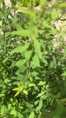 A close-up, handheld shot pans over a green leafy bush in bright daylight. The bush has many thin branches covered in small, elongated leaves. In the blurred background, sandy ground is visible with two other bushes, one lime green and the other a darker green. Small purple flowers are scattered throughout the scene.