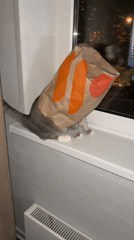Cat with paper bag on head spotted on windowsill