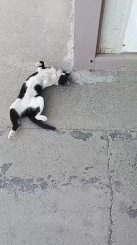 A black and white cat lies on its back on a concrete surface, with its paws in the air. The cat is positioned near the corner of a building, next to a light-colored wall and a dark-colored door frame. The cat rolls slightly to its side and then back onto its back. The cat appears to be relaxed and comfortable.