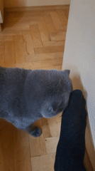 Gray Scottish Fold cat's morning routine documented in domestic setting
