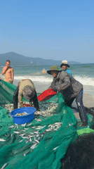Fishermen sort large sardine catch on Đà Nẵng beach