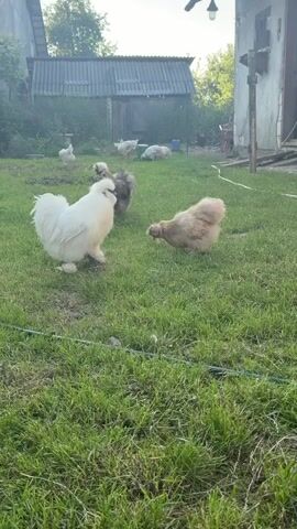 The video shows several Silkie chickens in a grassy yard. The chickens are fluffy and have distinct crests of feathers on their heads. There are at least two adult chickens in the foreground, one white and one tan, and several other chickens, some appearing to be chicks, further in the background. Behind the chickens, there's a rustic building with a gray, corrugated roof and wooden doors. The scene appears to be a rural setting in Uhersko, Ukraine. The lighting suggests it's daytime, possibly late afternoon due to the soft, warm glow on the grass and chickens, hinting at a pleasant, possibly sunny, weather. The overall mood is peaceful and serene, showcasing the domestic charm of the chickens in their natural environment. There is no visible text in the video.