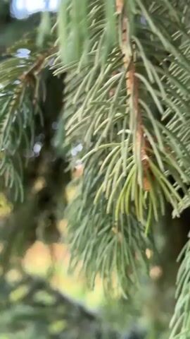 The video shows a close-up view of evergreen branches in the foreground, with a blurred landscape in the background. The landscape appears to be a hilly area covered with trees and vegetation, with a clear blue sky overhead. The lighting suggests it is daytime, possibly late afternoon given the warm tones of the light on the hills. There are no people or animals visible in the video. The focus is on the natural scenery.