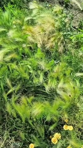 The video opens with a close-up of green grass and plants swaying gently in the wind. As the camera pans up and out, a panoramic view of a small town nestled in a valley between rolling hills is revealed. The sky is blue with scattered white clouds. The town appears to be a mix of houses and some larger buildings, with roads winding through it. The overall scene is one of a peaceful, rural landscape on a sunny day.