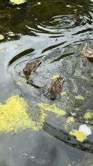 Ducks on an algae-covered pond in Novy Gorodok, Russia