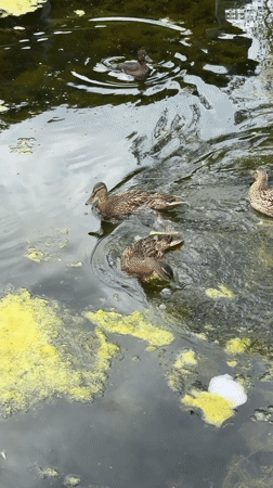 Ducks on an algae-covered pond in Novy Gorodok, Russia