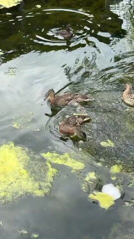 A group of ducks are swimming in a murky body of water with green algae floating on the surface. The ducks are brown and speckled. One duck is in the foreground, facing away from the camera, with its head down as if it is foraging. Another duck is to its left, also facing away. To the right, another duck is swimming towards the camera. In the background, another duck is swimming away from the camera. The water is rippling around the ducks.