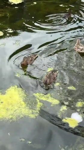 Ducks on an algae-covered pond in Novy Gorodok, Russia