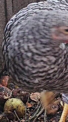 The video displays a close-up view of several chickens. The foreground features a chicken with black and white striped feathers. In the background, other chickens are visible, including one with white feathers speckled with black dots and a red comb. The ground is covered with dirt, scattered leaves, and what appear to be small fruits or vegetables. The chickens are likely in an outdoor enclosure or farm setting.