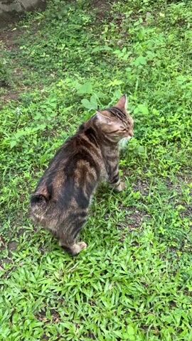The video opens with a tabby cat sitting on green grass, looking towards the right side of the frame. The cat has a brown and black striped coat, a lighter colored underside, and its head is turned, observing something off-screen. In the background, there's more lush green foliage and a concrete structure or wall. The ground appears slightly damp.

The camera then quickly pans to the right, showing blurry grass and ground, before settling on a dark brown or black dog. The dog is standing on a paved area composed of square concrete tiles with grass growing in the gaps. The ground is noticeably wet, indicating recent rain. The dog, which appears to be a Labrador or mixed breed with a short coat, is looking downwards or slightly towards the camera. The scene takes place outdoors, possibly in a garden or yard at Meepe Junction, Sri Lanka, during daylight hours. No text is visible.