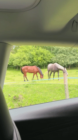 Two horses grazing in a field in Ulianyky, Ukraine
