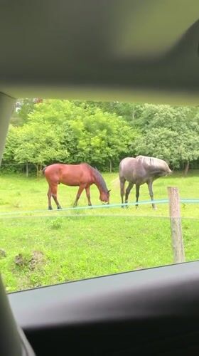 Two horses grazing in a field in Ulianyky, Ukraine