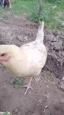 A white chicken is pecking at the ground. In the background, two goats are grazing in a grassy area. The scene appears to be outdoors with dirt and vegetation.