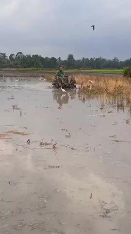 A person operates a tiller in a flooded field. Several white birds, possibly egrets, are scattered around the field. The sky is overcast. Trees and vegetation are visible in the background.
