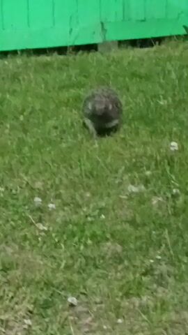 A hedgehog walks across a grassy area in front of a green wooden fence.