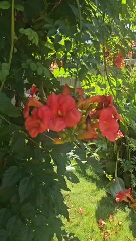 The video shows a close-up view of Trumpet Vine flowers and foliage in natural sunlight. The camera pans upwards and to the right, focusing on the vibrant orange flowers with long, tubular petals. The background consists of lush green leaves and vines, with sunlight filtering through them, creating a dappled effect. There are no people or animals visible in the video. The environment appears to be an outdoor garden or a natural setting. The lighting suggests it is daytime.