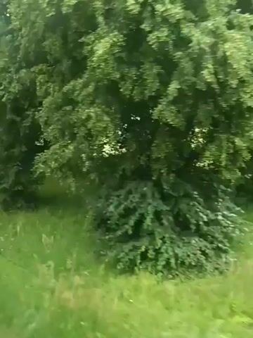 A video captures a view of green trees and grass, possibly from a moving vehicle. The camera pans to the right, revealing a white sign with text and symbols. The sign has a logo with a building and text above it. Below the logo are two lines of text, and below that, the European Union flag symbol is visible. The sign is situated amidst the greenery, with a large tree to its left and smaller bushes to its right. Beyond the sign, a field with some trees can be seen. The overall impression is a natural, possibly rural, landscape.