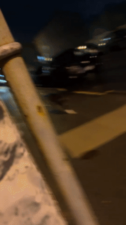 Dog spotted running through Newburgh streets at night