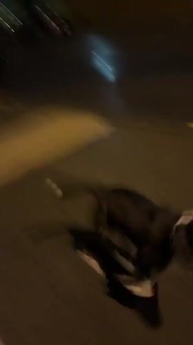 Dog spotted running through Newburgh streets at night