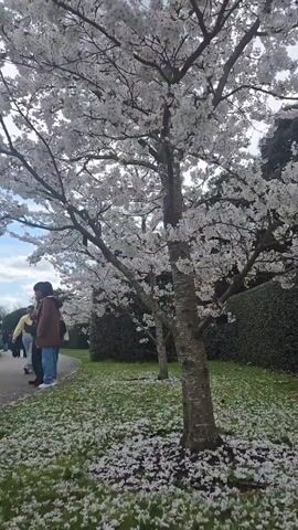The video shows a cherry blossom tree in full bloom. The tree has white flowers and is surrounded by green grass, which is covered in fallen petals. A few people are walking along a path in the background. The camera pans upwards, focusing on the dense canopy of blossoms.