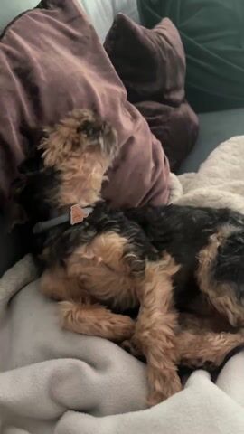 The video shows a small dog, possibly a Yorkshire Terrier mix, lying on a light-colored blanket on a couch or bed. The dog is mostly brown and black, with longer hair. It is wearing a grey collar. Behind the dog are several pillows in shades of brown and green. The dog shifts position and then begins to lick and groom itself, lifting a back paw over its head as it does so. The camera is static and focused on the dog. Audio of a conversation can be heard in the background, but the speakers are not visible.