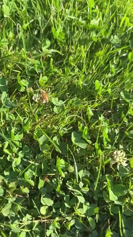 A bee hovers and lands on a clover flower in a grassy area. The video is shot from a low angle, looking up at the bee. Sunlight illuminates the scene, casting shadows on the grass. The bee is in focus, while the surrounding grass and clover are slightly blurred.