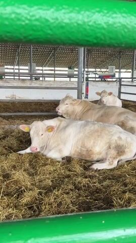 The video shows several light-colored cows lying on a bed of straw inside a barn. The cows are identifiable by the yellow ear tags they are wearing. In the foreground, a cow is lying down facing the camera. Behind it, another cow is lying down and looking to the side. In the background, another cow is visible. The barn appears to be a large, enclosed space with a metal roof and supports. The overall environment is that of a farm or agricultural setting.