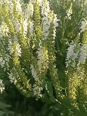 Up close with a Minsk garden in full summer bloom