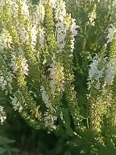 Up close with a Minsk garden in full summer bloom