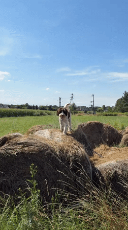 Dog perched on hay bales in a sunny Polish field