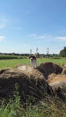 A medium-sized, shaggy dog with brown and white fur stands on a pile of hay bales in a grassy field under a clear blue sky. The dog is facing the camera with its tongue hanging out. In the background, there are more hay bales, a green field, trees, and power lines. The video is a close-up shot of the dog and its surroundings.