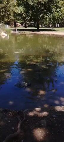 A shallow body of water is in the foreground with a turtle swimming in it. The turtle's shell is visible above the water. A person stands on the far bank of the water. Trees and foliage are visible in the background.