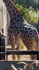 Zoo visitors photograph giraffes at Buenos Aires Zoo
