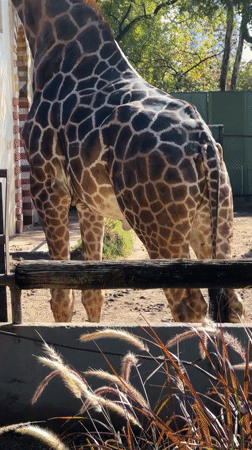 Zoo visitors photograph giraffes at Buenos Aires Zoo