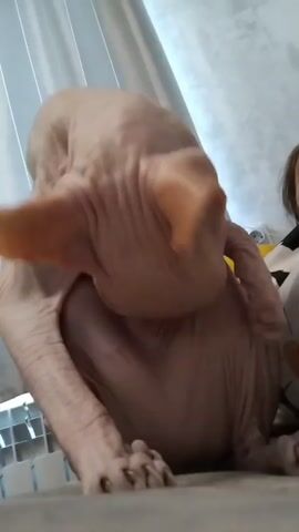A hairless cat, possibly a Sphynx, is shown in the foreground, its head bent down as if grooming or eating. The cat has wrinkled skin and large ears. A hand enters the frame from the left, gently stroking the cat's back. In the background, a person's face is partially visible on the right, with light coming from a window or curtained area on the left. The environment appears to be indoors, possibly a home setting. The audio consists of a spoken warning in Russian, advising against meeting or spending time with a particular woman.