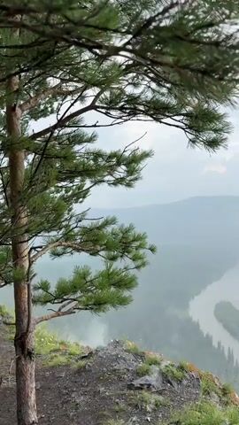 A vertical video shows a view from a cliff overlooking a river valley on a cloudy day. In the foreground, on the left side of the frame, there is a pine tree with green needles and a brown trunk. The cliff edge is visible with rocks and green grass. The middle ground features a winding river surrounded by a lush green forest. Wisps of fog or mist are present, creating a hazy atmosphere. In the background, mountains are visible, also shrouded in mist. The sky is overcast with gray clouds.