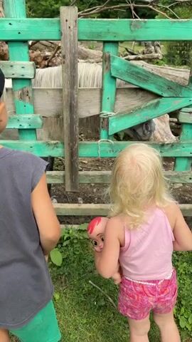 Two young children, a boy and a girl, stand on a grassy area facing a green wooden fence. The boy, wearing a black baseball cap with a blue checkered brim, a grey t-shirt, and green shorts, stands on the left. The girl, on the right, has blonde hair and wears a pink tank top and pink patterned shorts. She holds a doll.

Behind the fence, a light-colored horse with a shaggy mane is visible, peering through the wooden slats. The fence appears weathered and rustic, with some green paint peeling off. The background suggests an outdoor, rural setting with trees and vegetation. The scene appears to be taking place during the daytime, with natural lighting. The children seem to be observing the horse, possibly interacting with it. The overall atmosphere is one of childhood curiosity and engagement with animals in a rural environment.