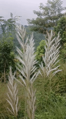 Goats, grass, and mist in the Triyuga hills
