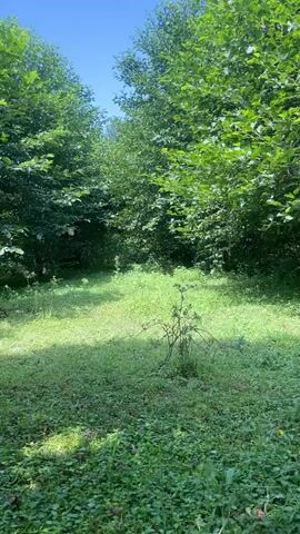 The video shows a stationary shot of a sunlit clearing surrounded by dense green foliage. The ground is covered in grass and low-lying green plants. In the center of the clearing, a small, bare-branched shrub is visible. The sky above is a clear blue. The overall impression is of a secluded natural space.