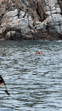 Early morning swimmer spotted near rocky coast in Vietnam